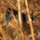 I spotted the spotted towhee