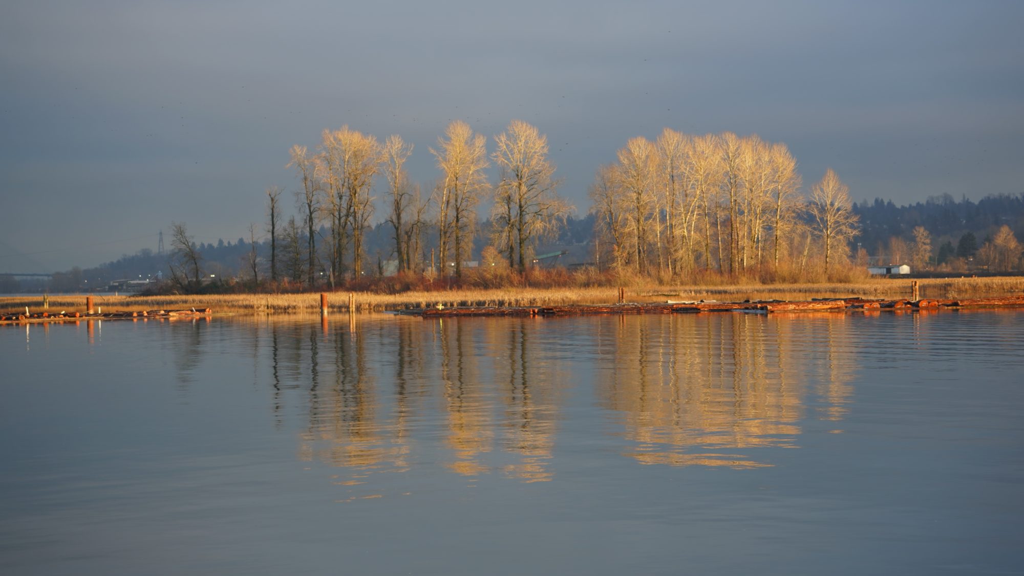 Island on the Fraser