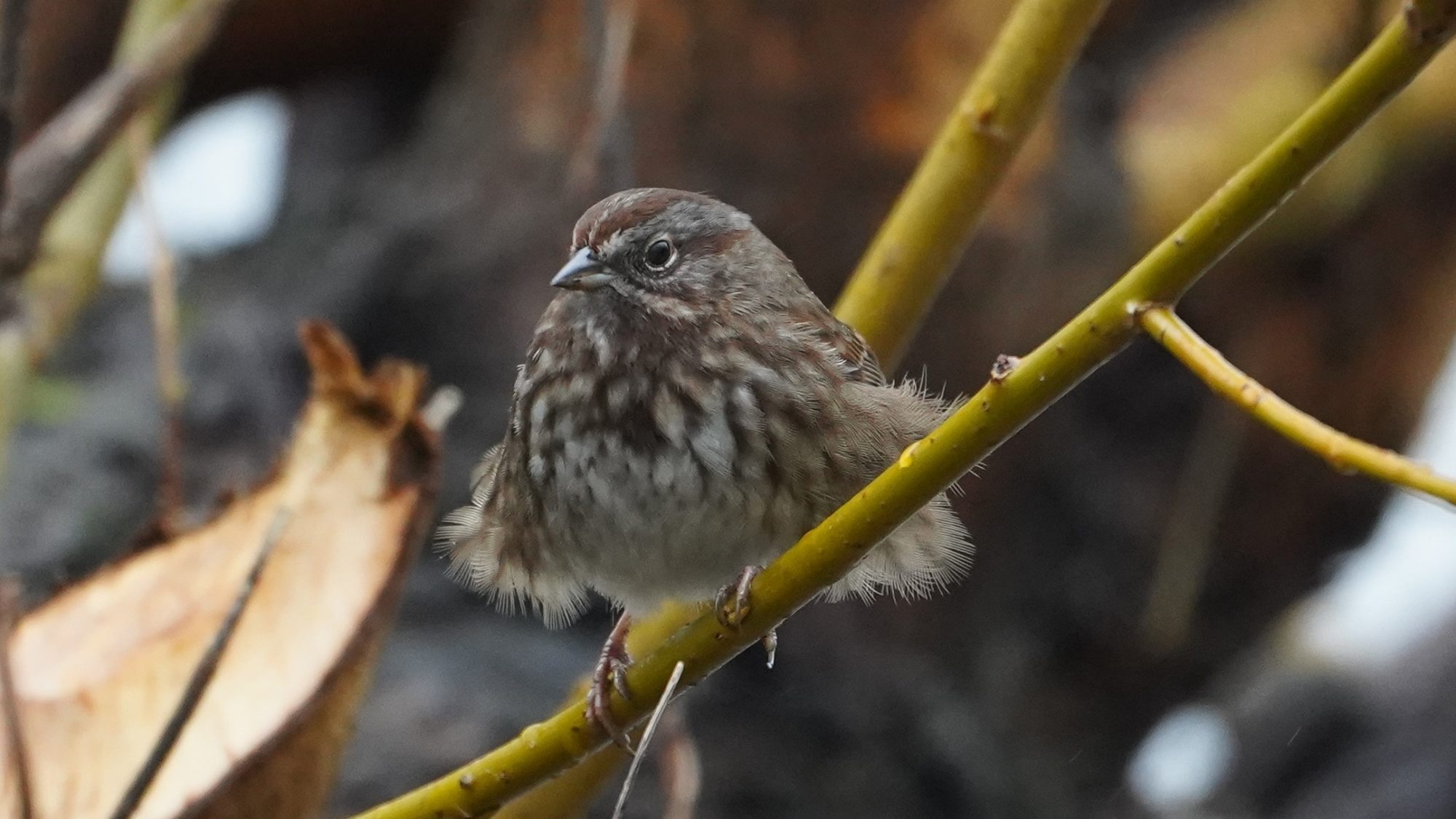 Song sparrow