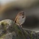 Song sparrow on the beach