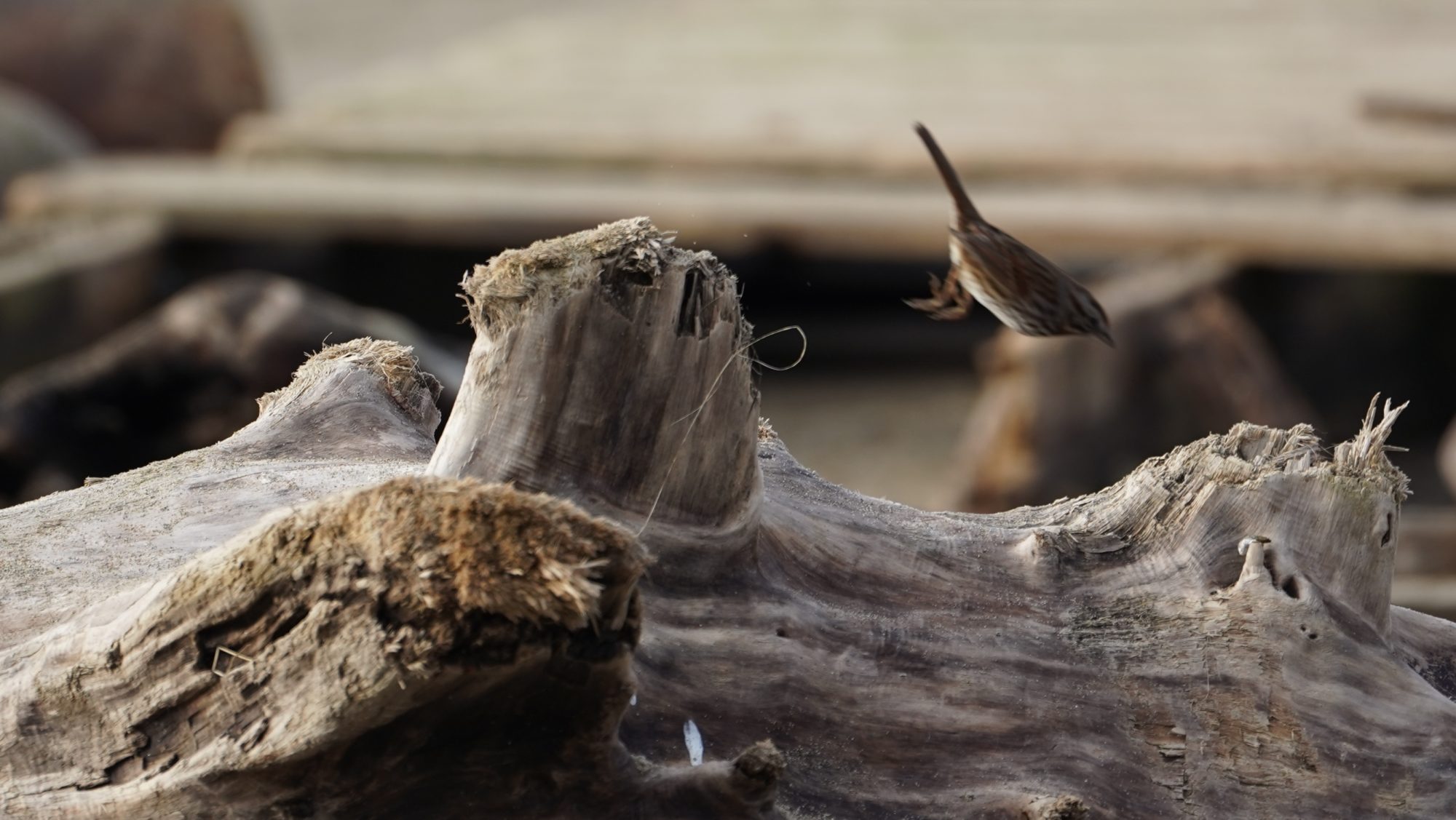 jumping song sparrow