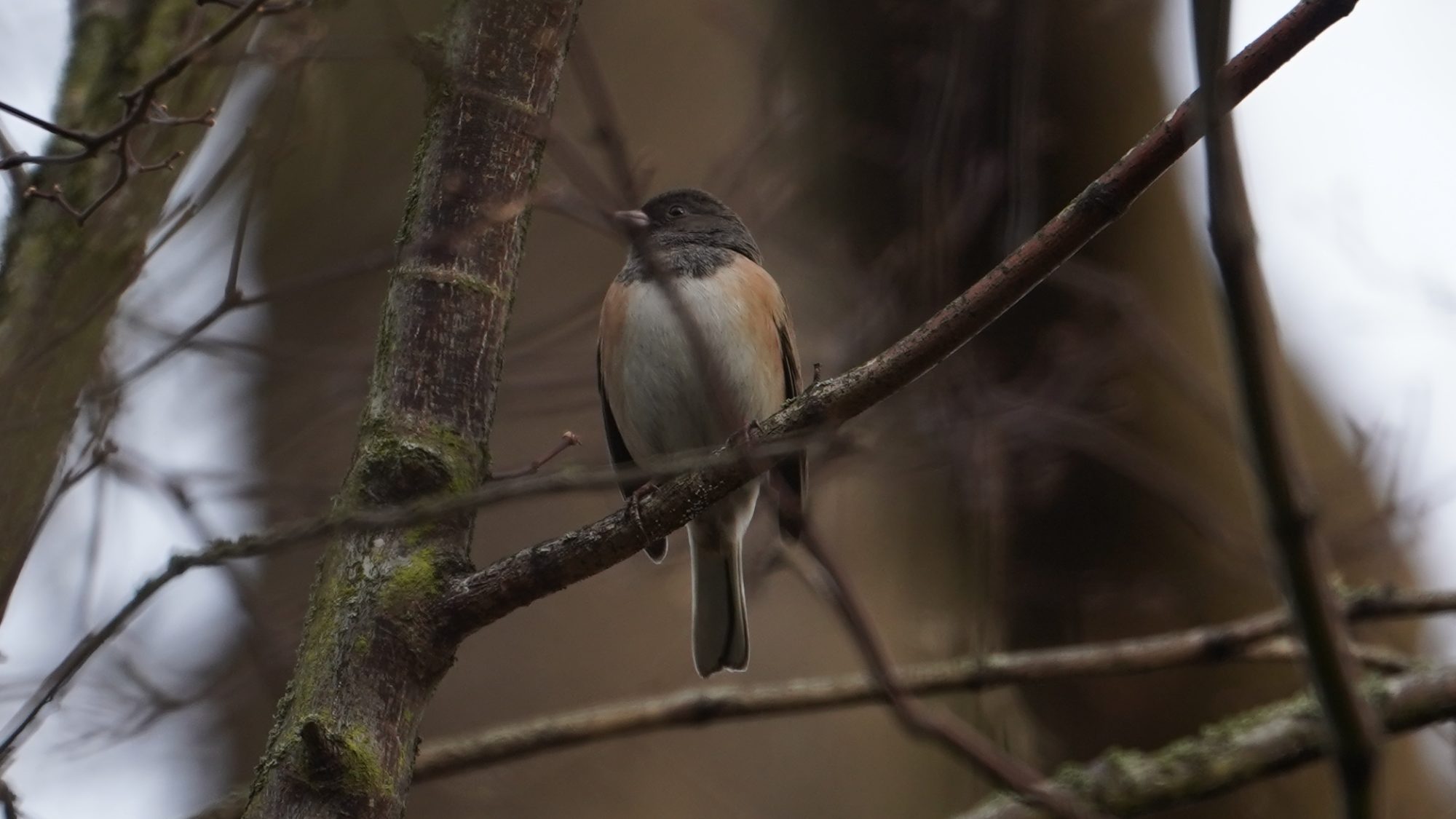 Dark-eyed junco