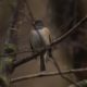 Dark-eyed junco in moody light