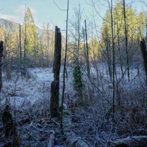 Frosty park