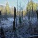 Frosty ground