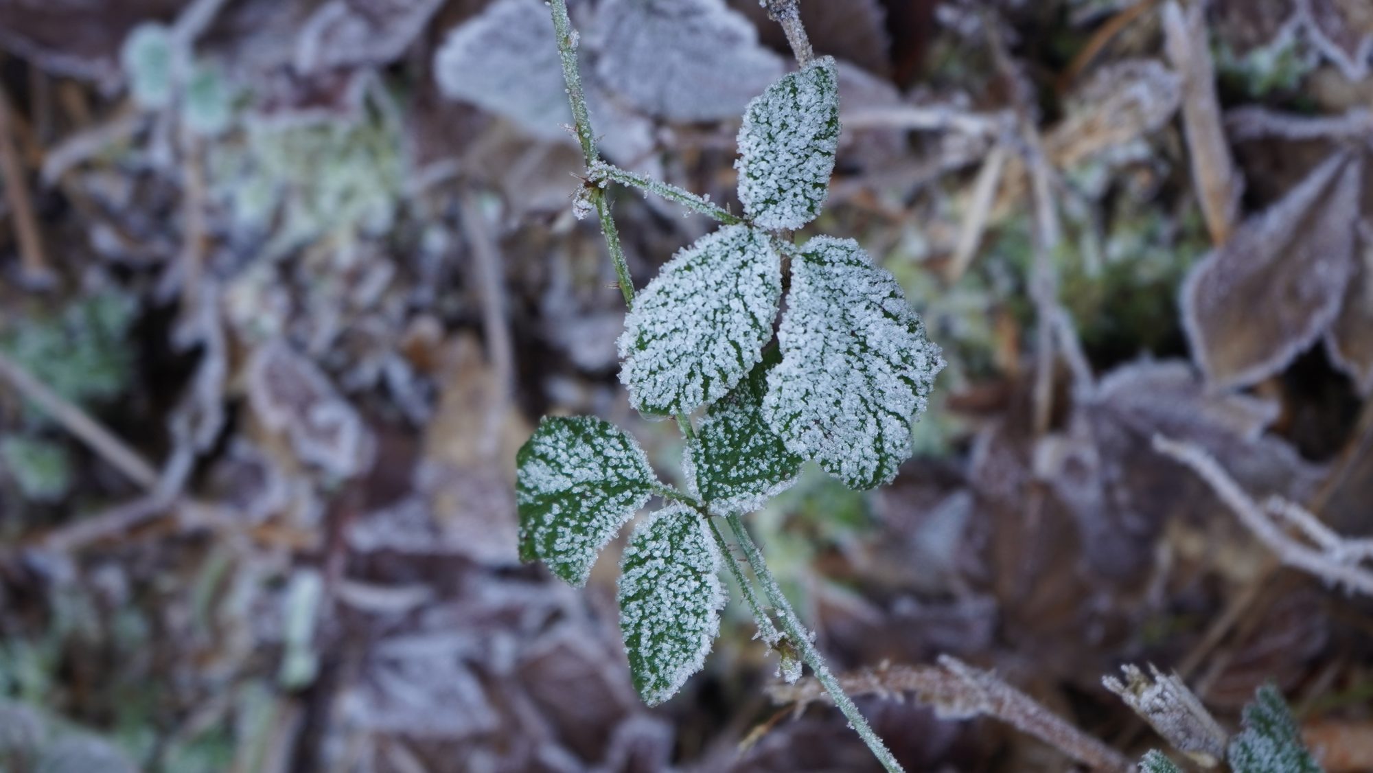 Frosty leaves