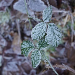 Frosty leaves