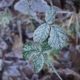 Frosty leaves
