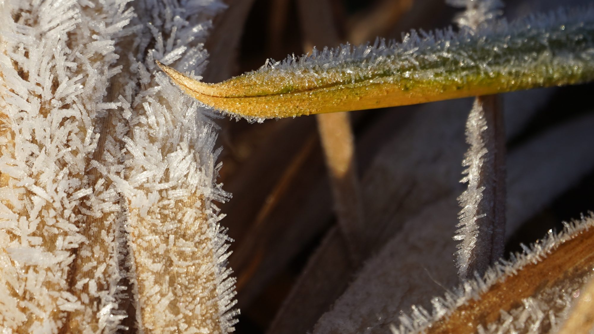 Frost crystals