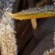 Frost close up