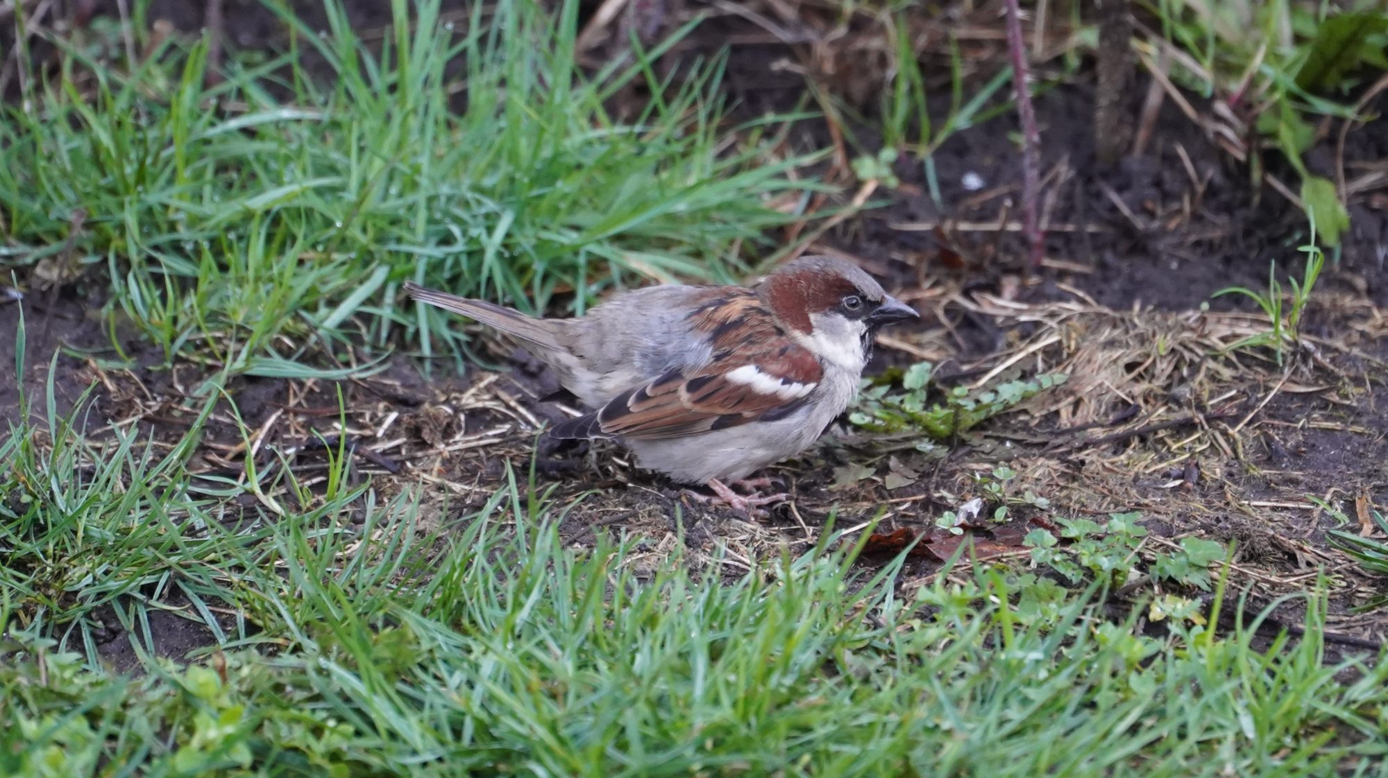 House sparrow