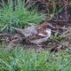 House sparrow, common but cute
