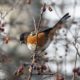 Spotted towhee eating berries