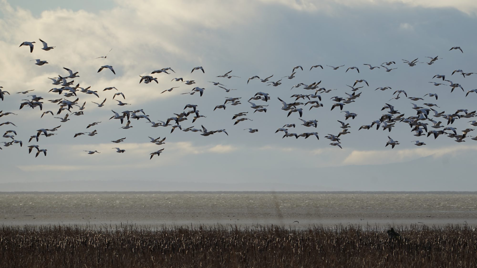 A flock of seagulls