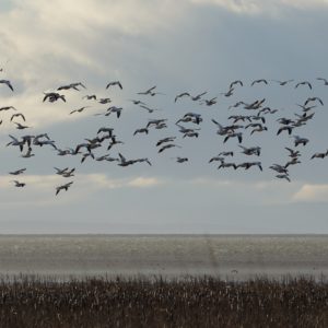 A flock of seagulls