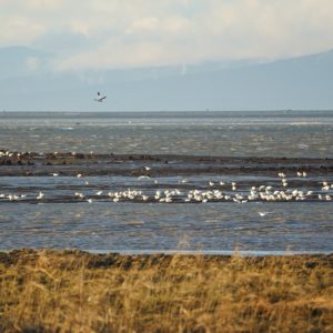 Seagulls resting