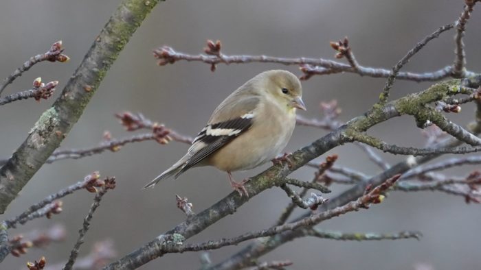 Goldfinch