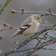 Goldfinch