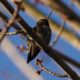 Hummingbird from below