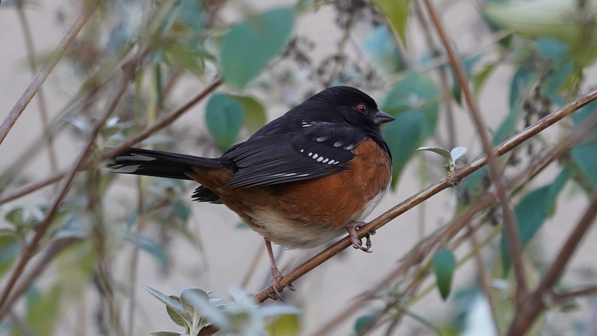 Spotted towhee