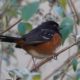 Spotted towhee
