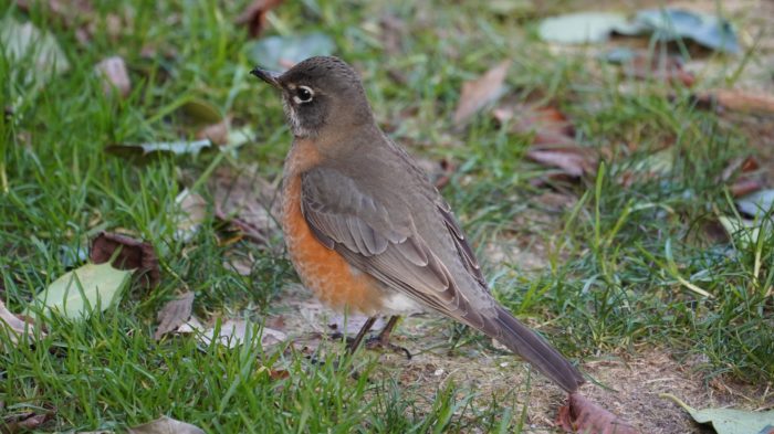 young robin