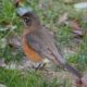 Young robin