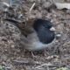 Dark-eyed junco in the hood
