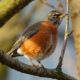 Robin in dramatic light