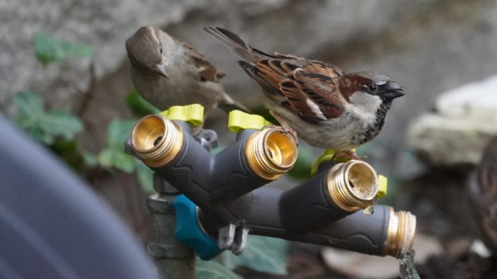 House sparrows