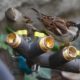House sparrows drinking from a hose attachment