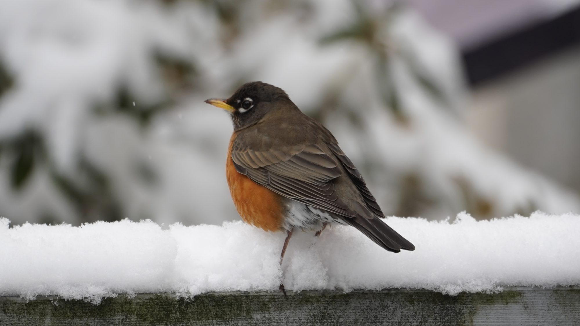 Robin in the snow