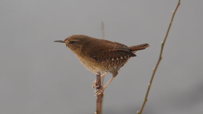 Pacific wren