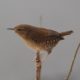 Pacific wren