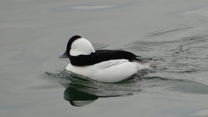 Bufflehead