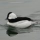 Bufflehead, male