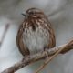 Song sparrow from below