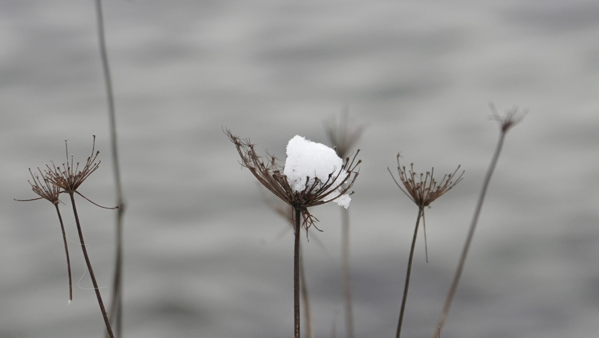 Clump of snow