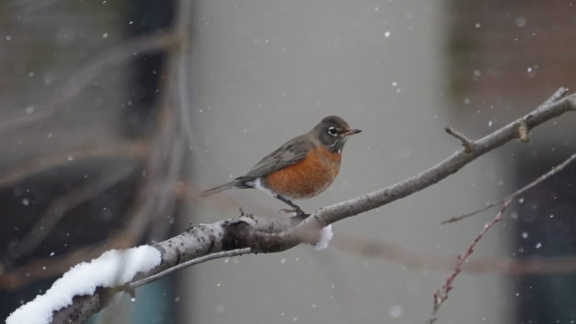 Robin in the snow