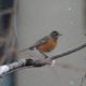 Snowy robin