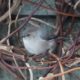 Little grey bushtit