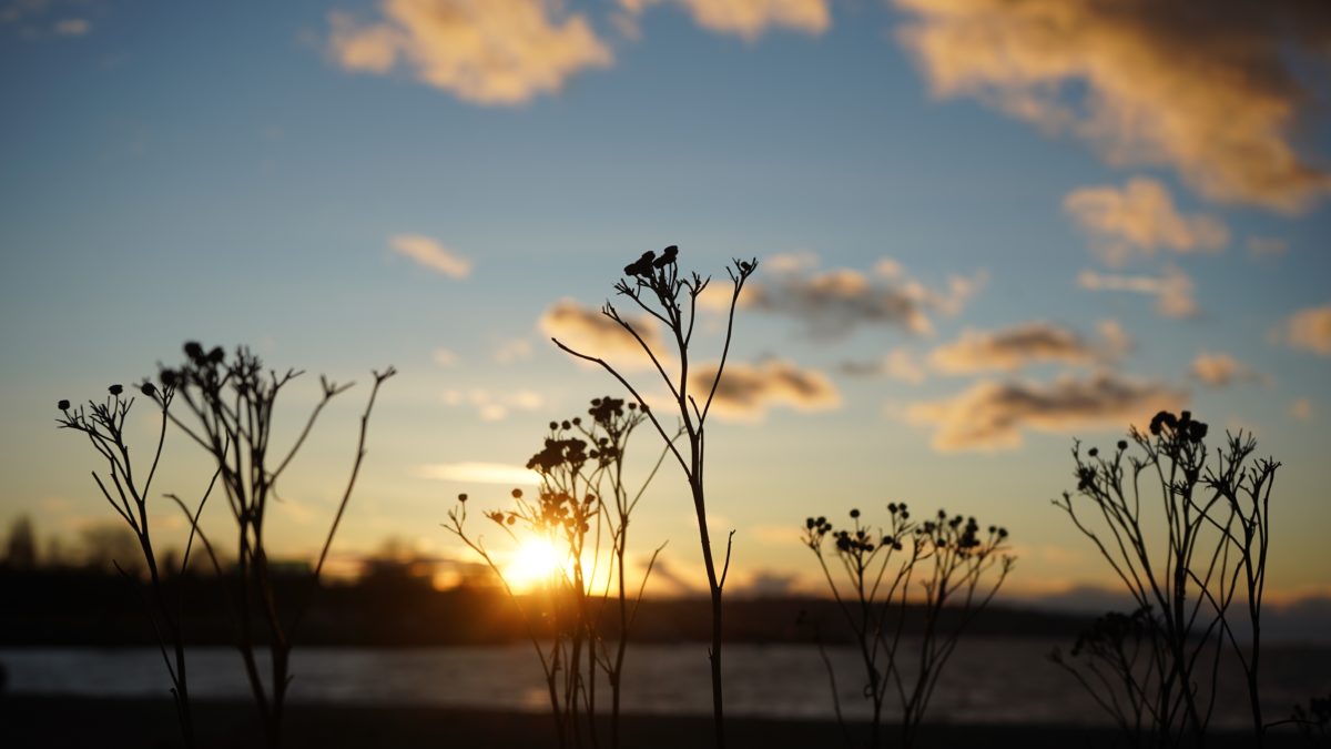 Sunset and twigs