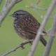 Song sparrow in green