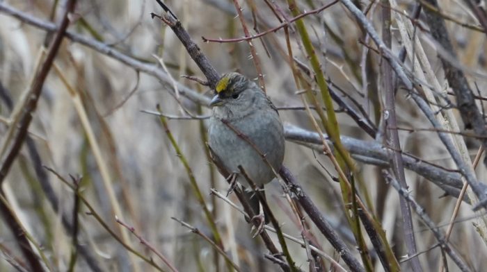 Golden-crowned sparrow