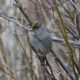 Golden-crowned sparrow in a bush