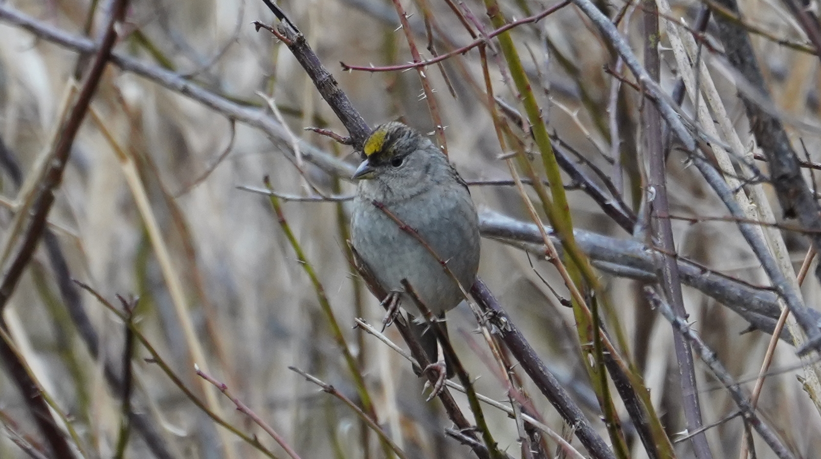 Golden-crowned sparrow