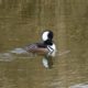 Hooded merganser giving head