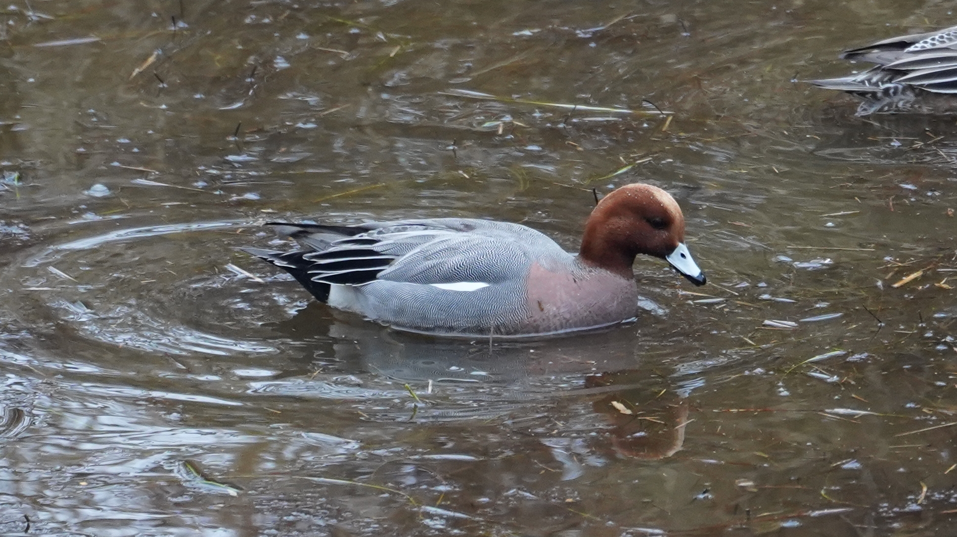 Eurasian wigeon