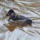 Ring-necked duck, nonbreeding male