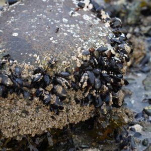 Rock with barnacles